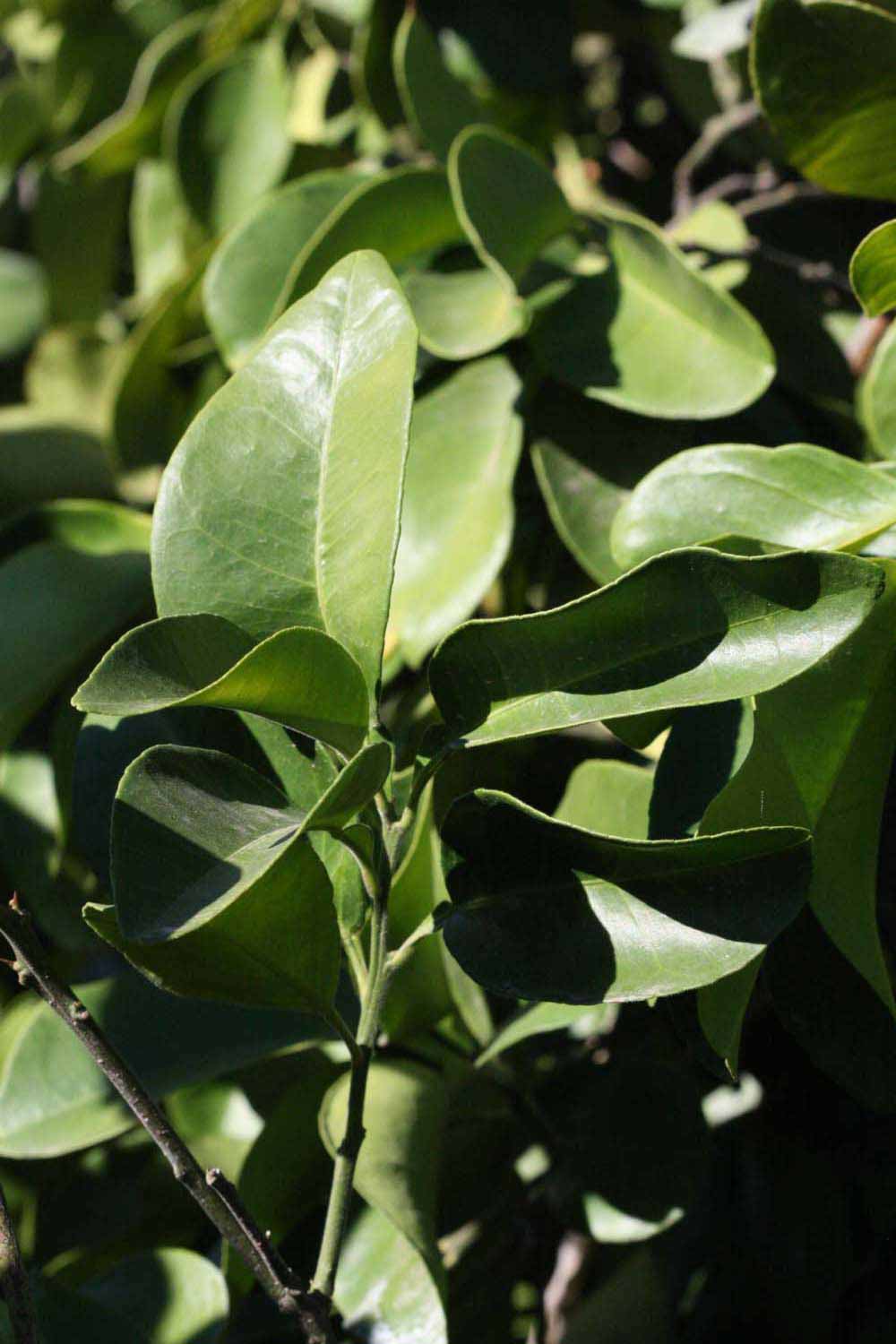              Sun leaves (Riverside, CA)       